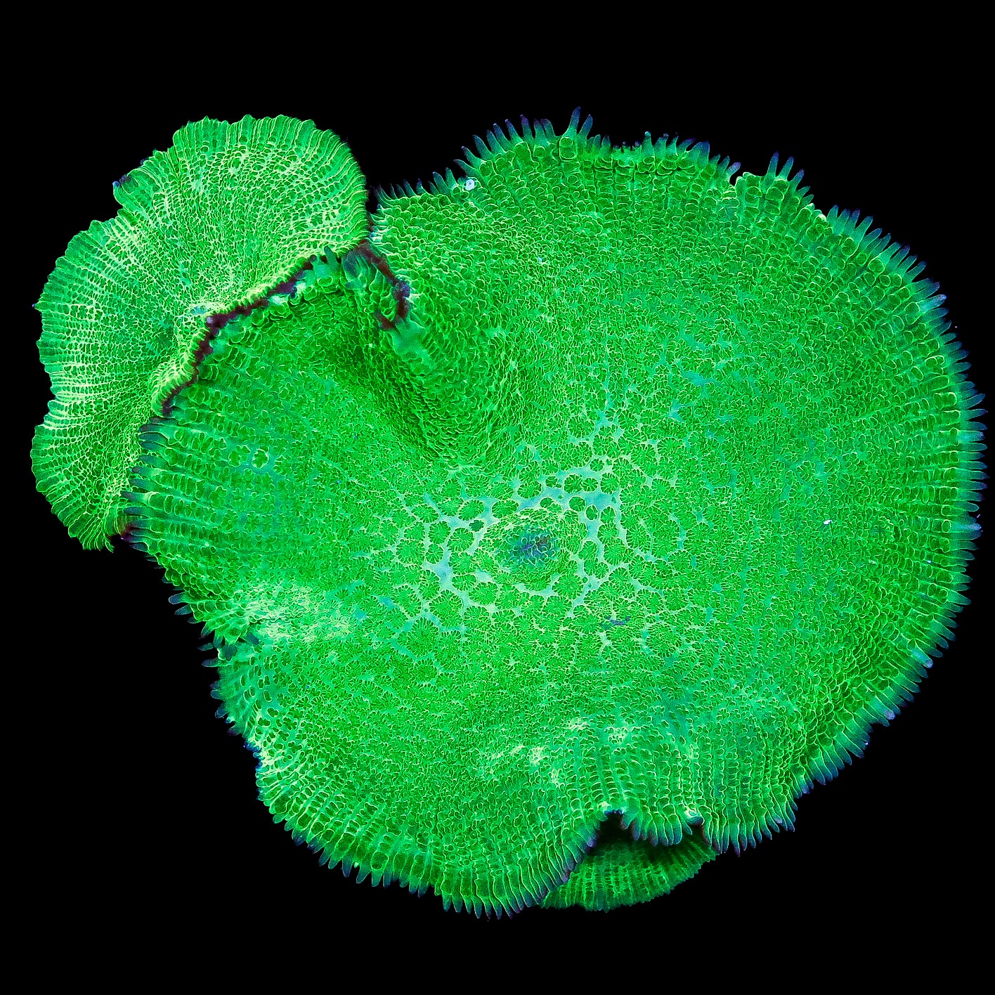 Toxic Aussie Mushrooms