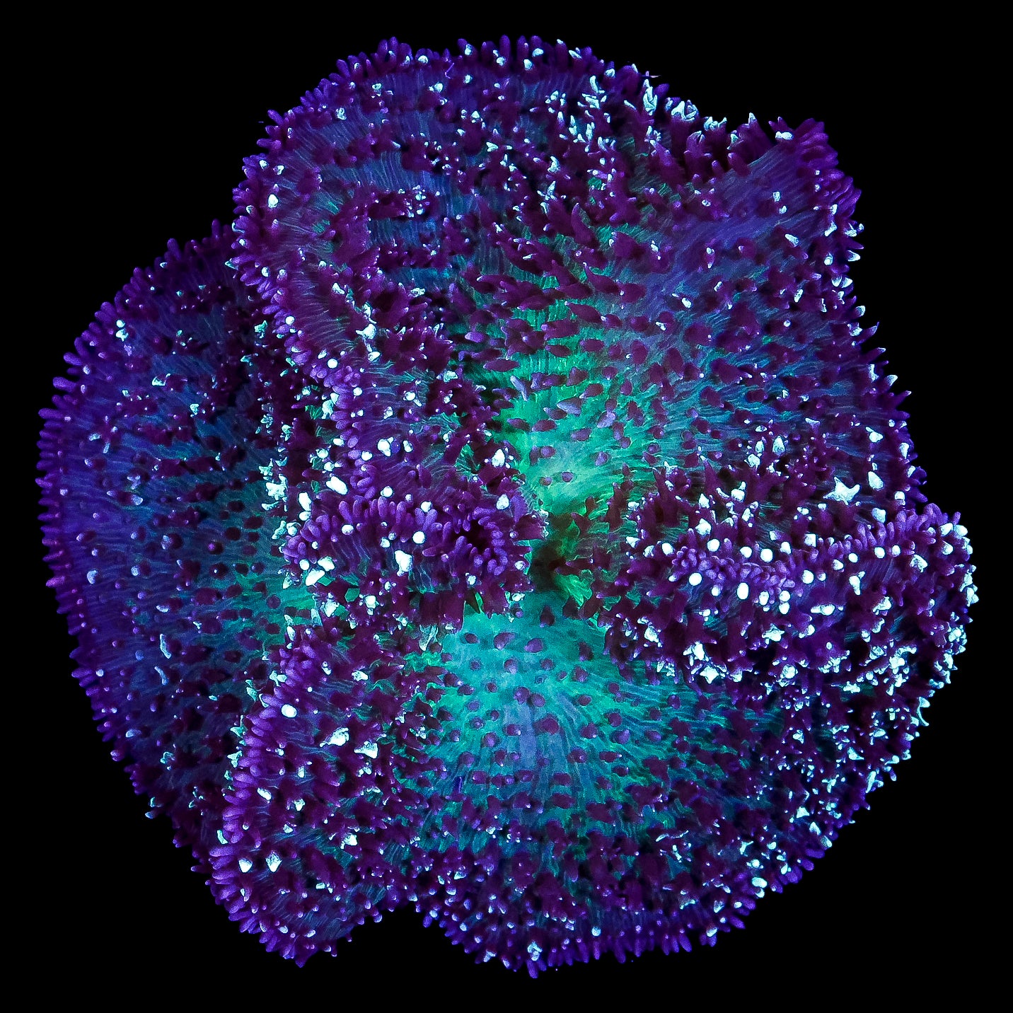 Neon Carpet Mushrooms