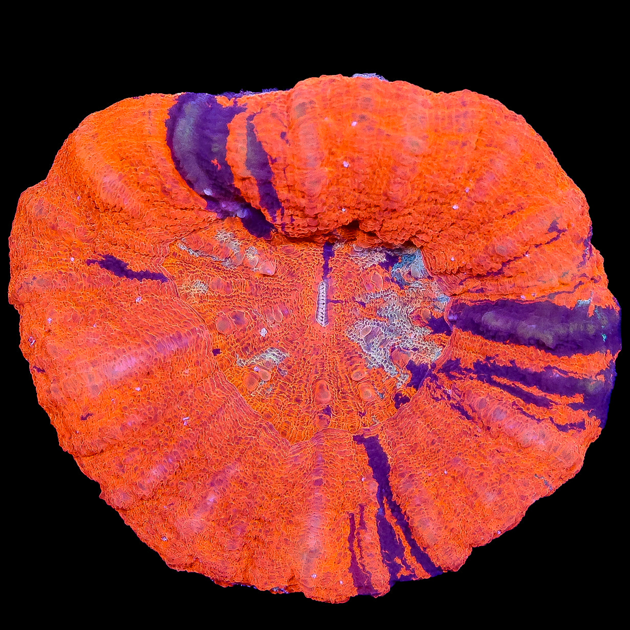 Warpaint Scolymia Coral