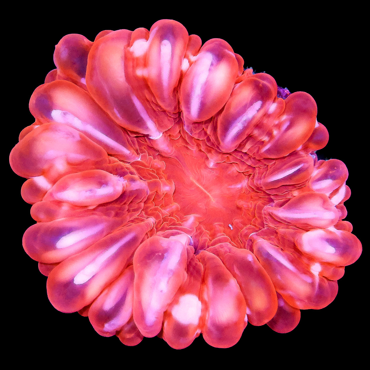 Ultra Red Cynarina Coral