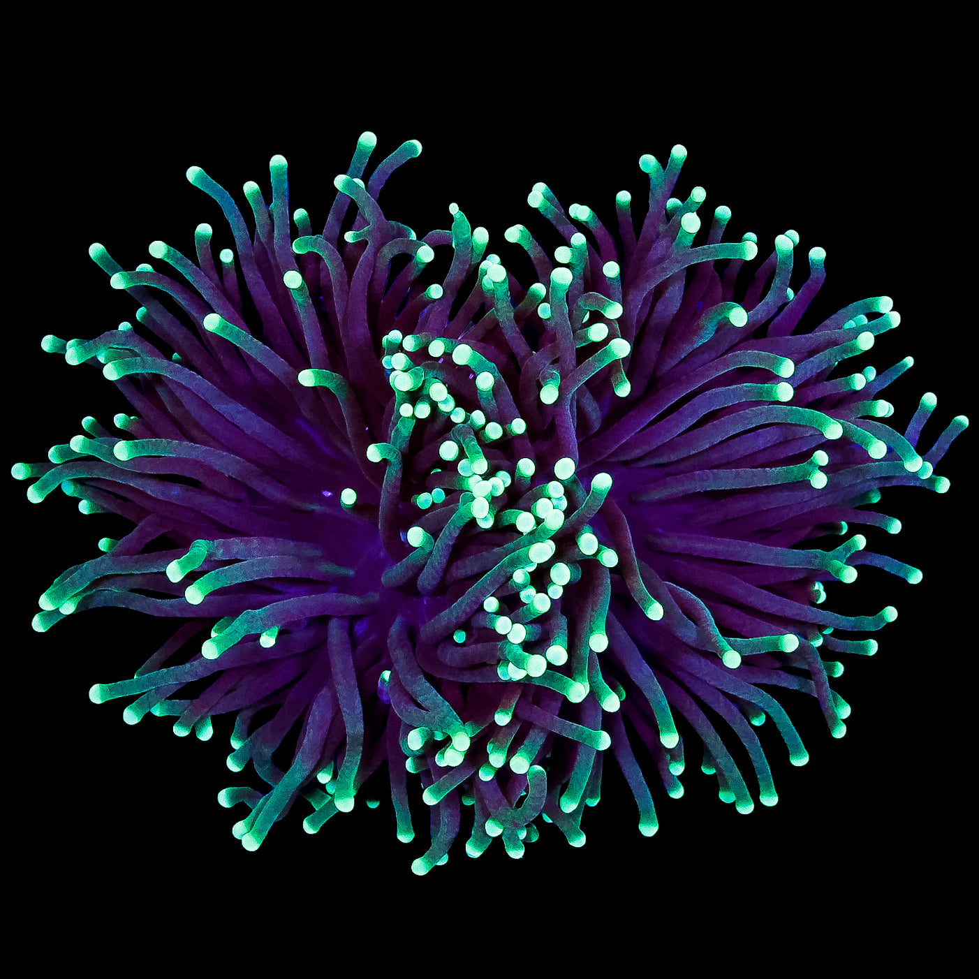 Neon Tip Torch Coral