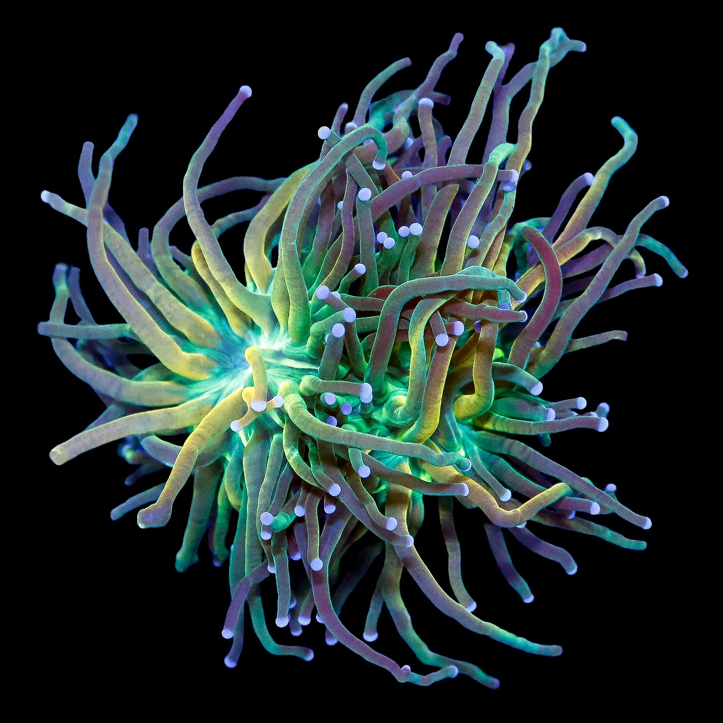 Ultra Tiger Torch Coral