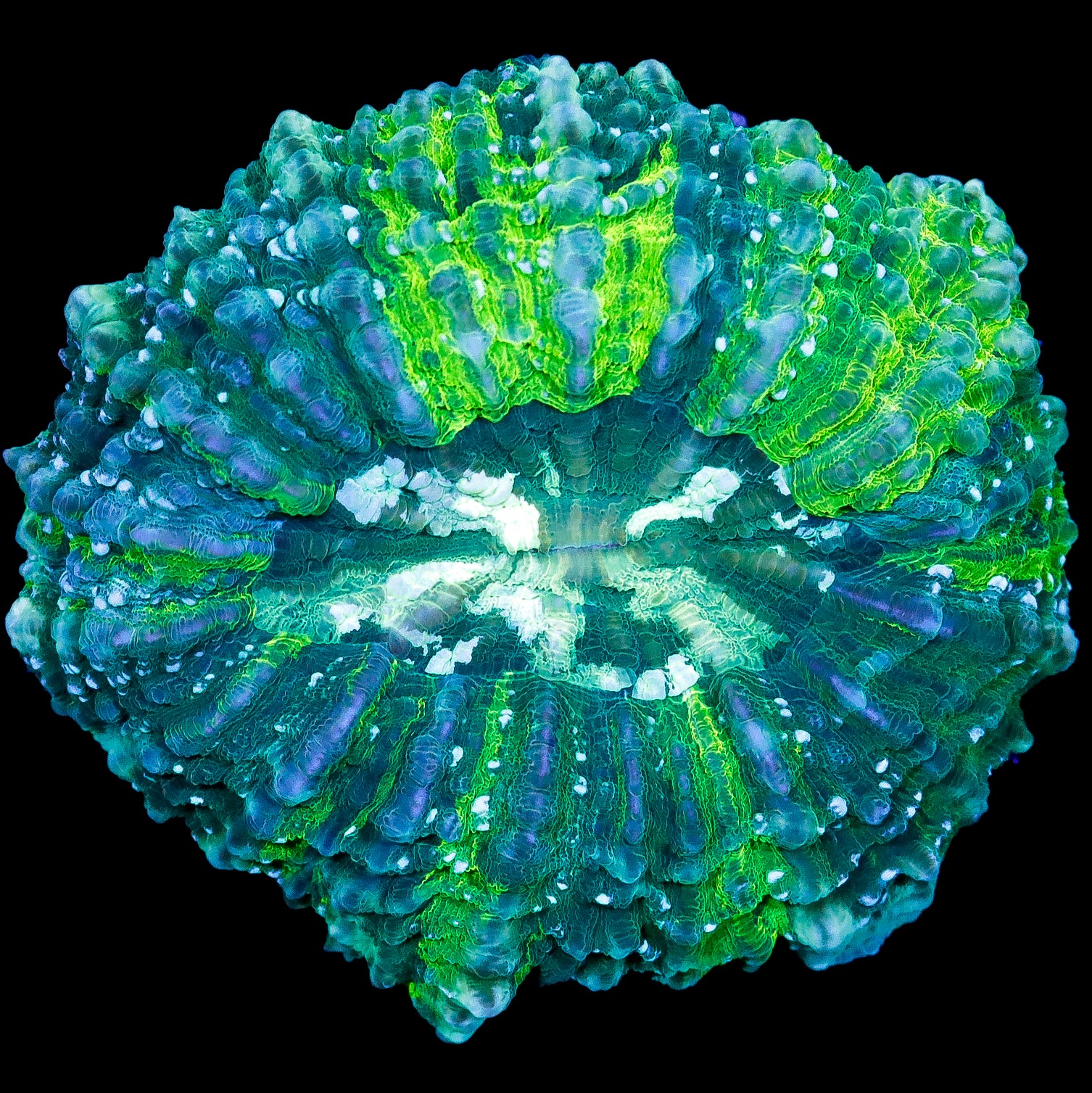 Ultra Green Acanthophyllia Coral