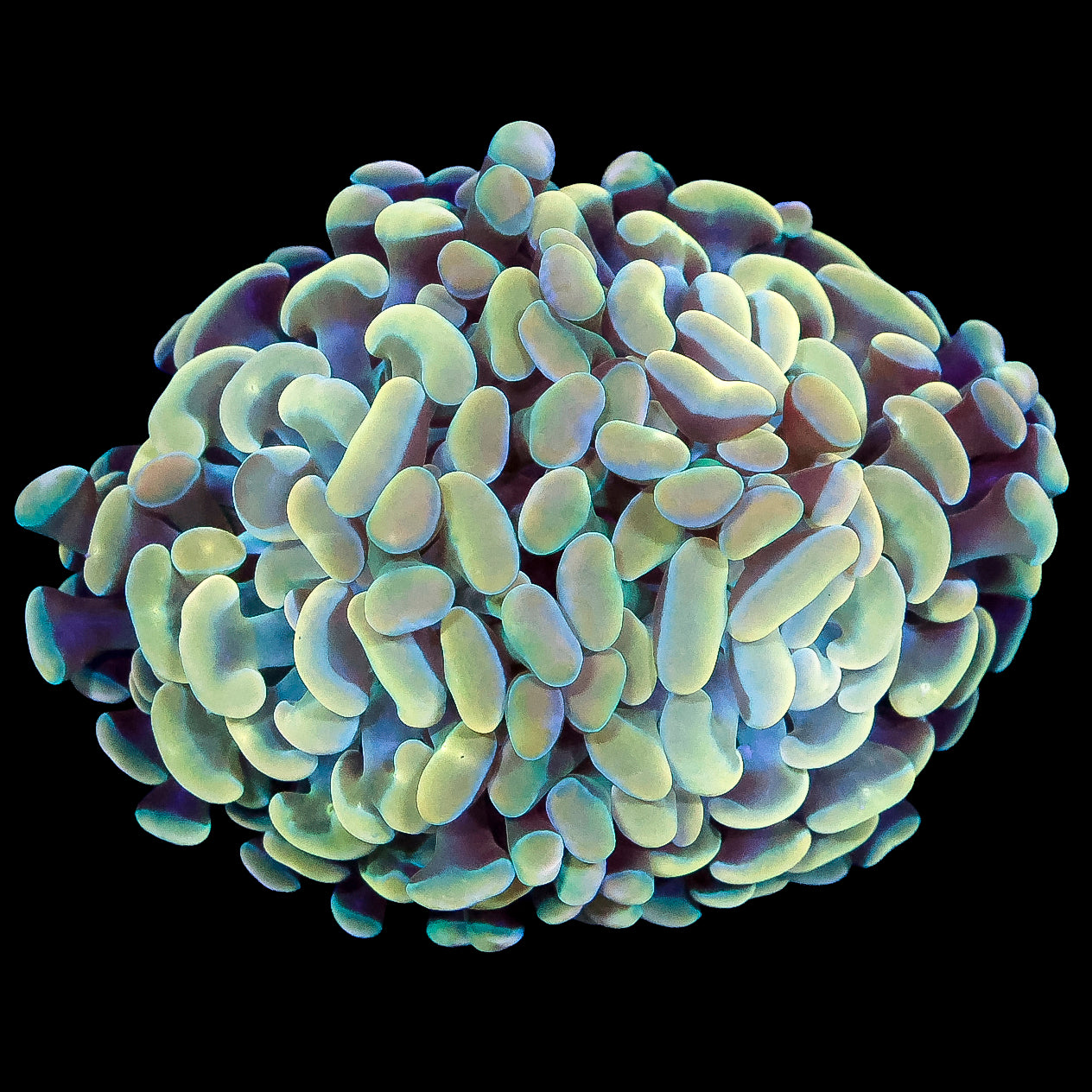 Golden Branching Hammer Coral