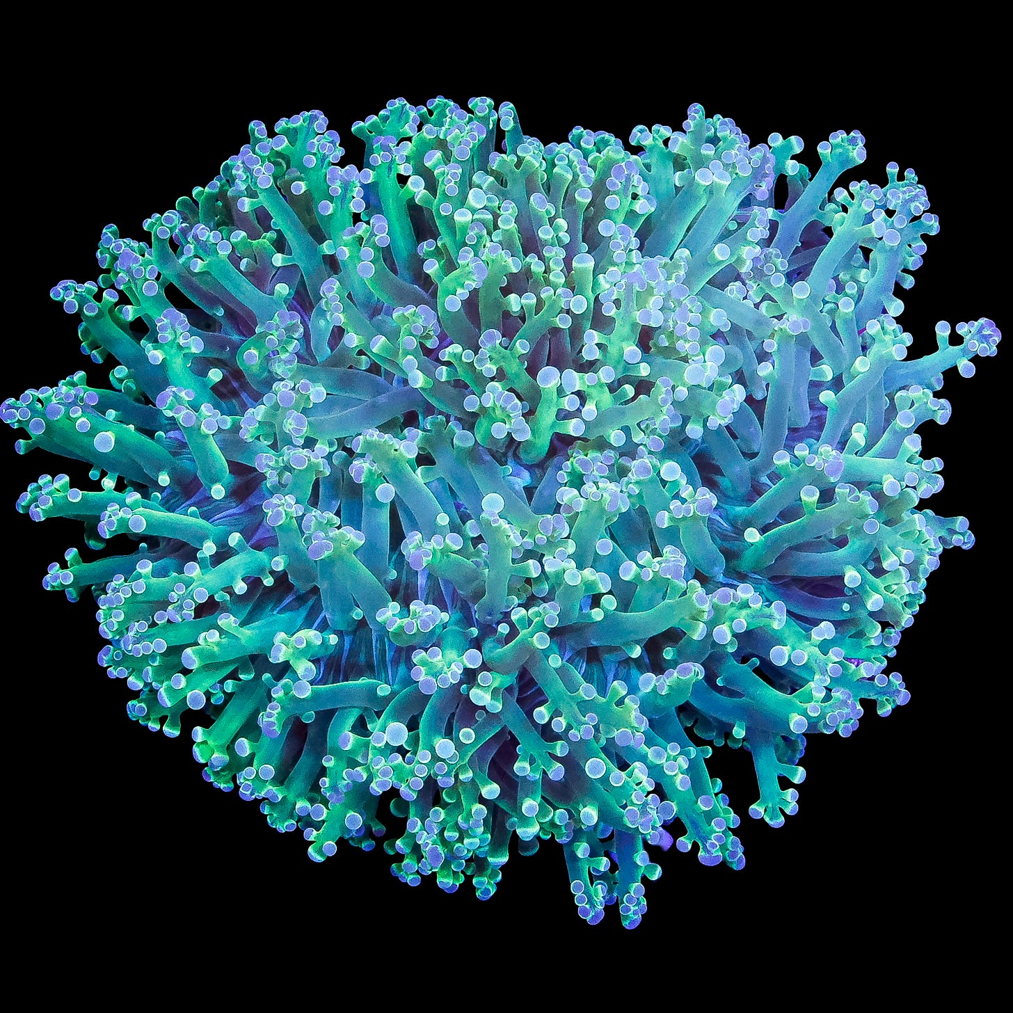 Aussie Kingspawn Coral