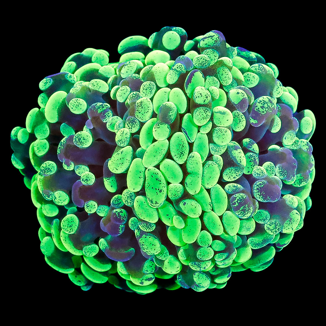 Marbled Branching Hammer Coral