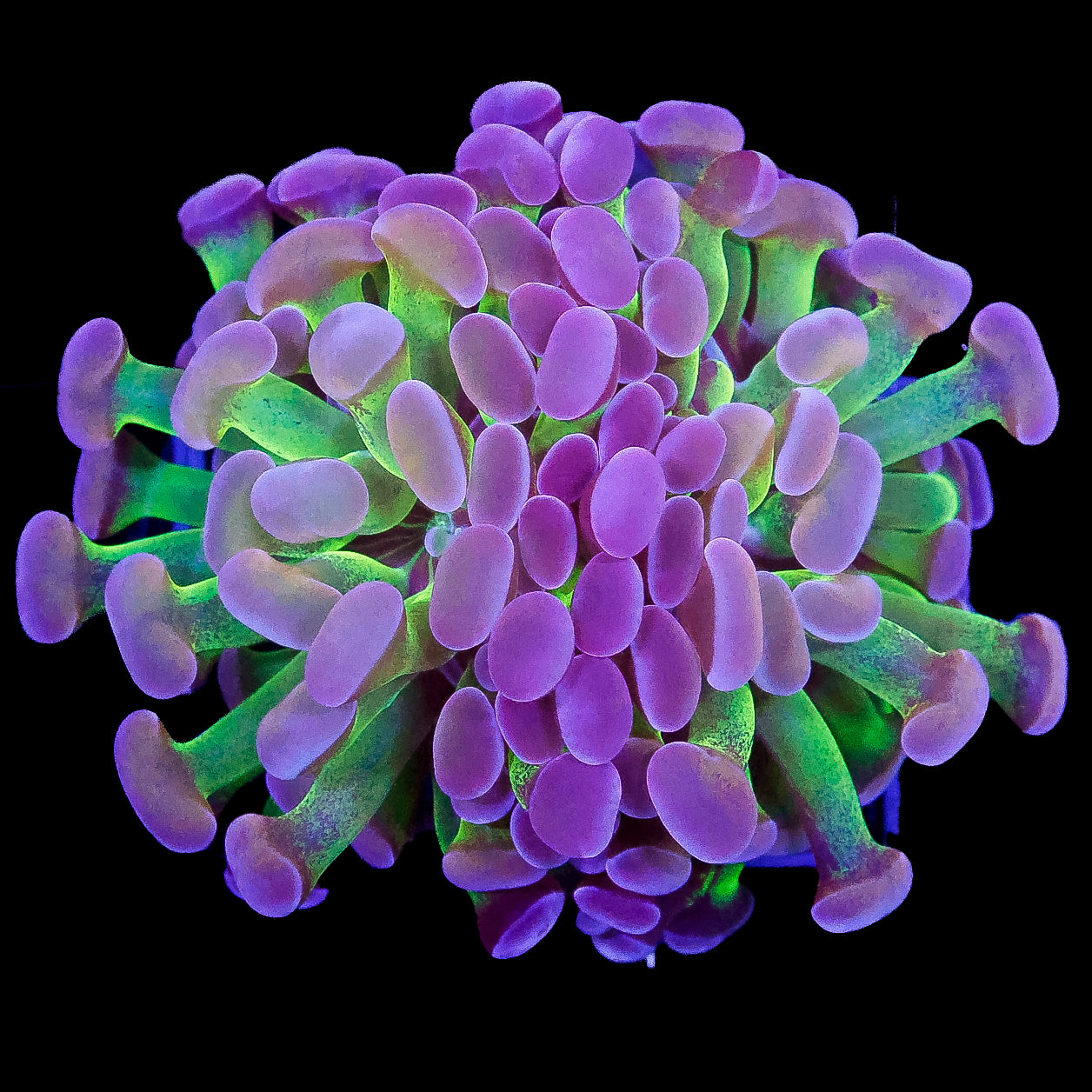 Ultra Branching Hammer Coral