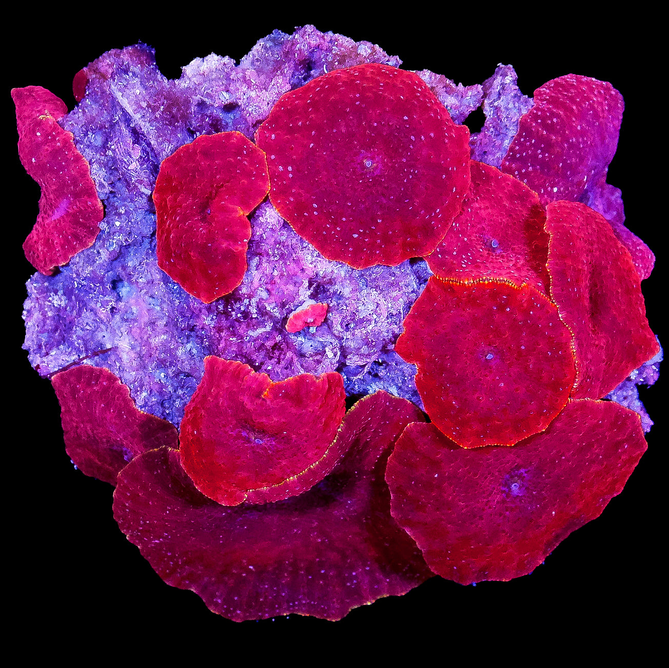 Ultra Red Mushroom Colony