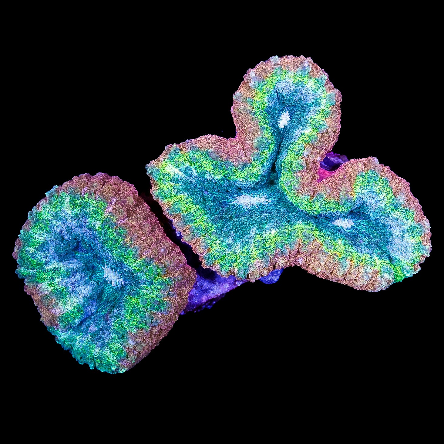 Ultra Aussie Lobophyllia Coral