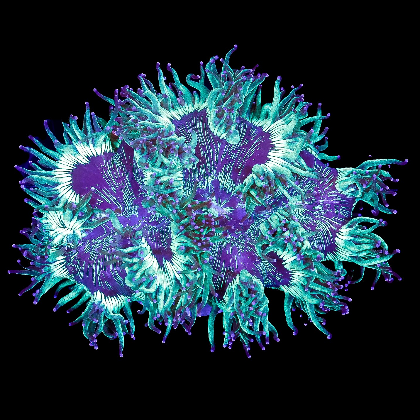 Purple Tip Elegance Coral