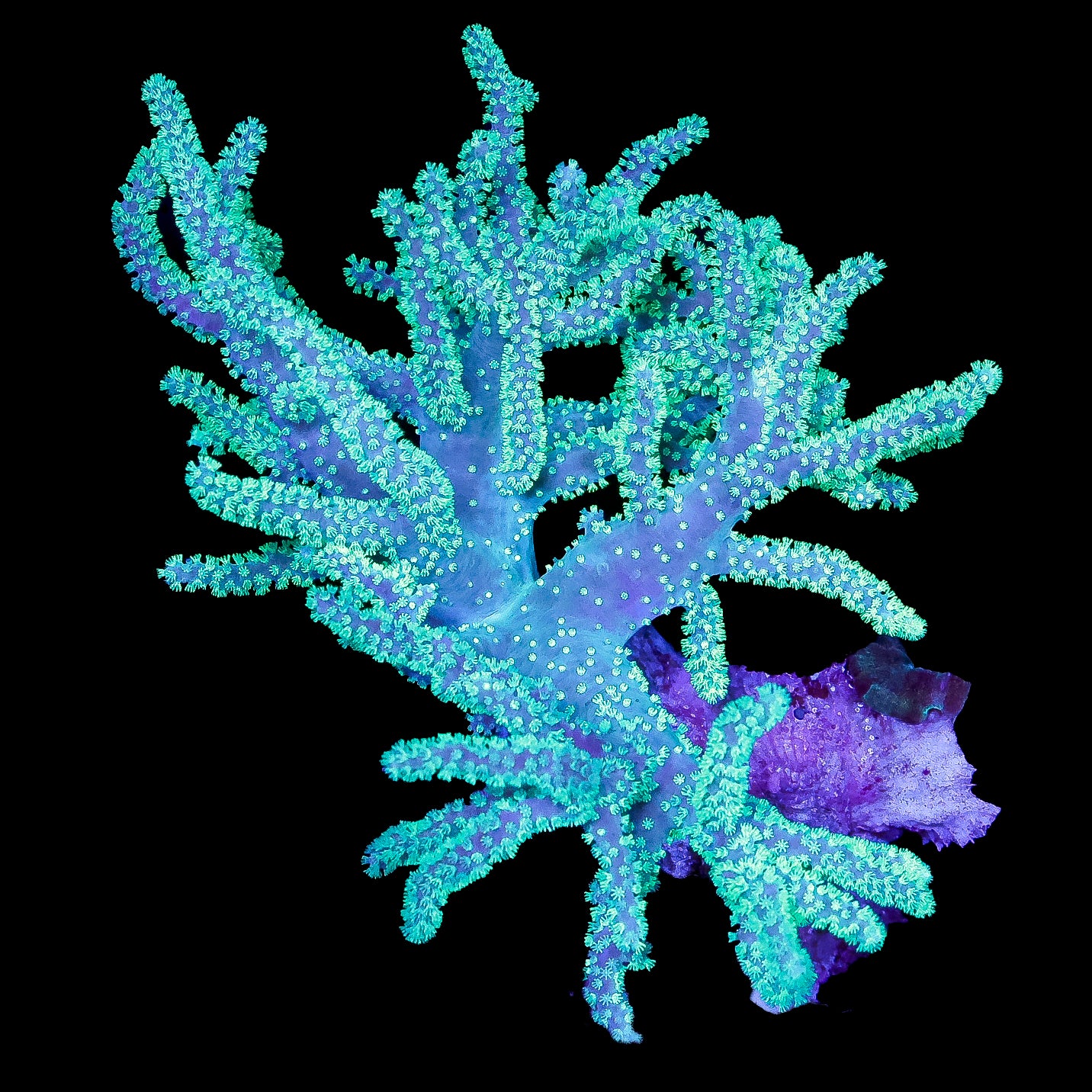 Neon Aussie Sinularia Coral