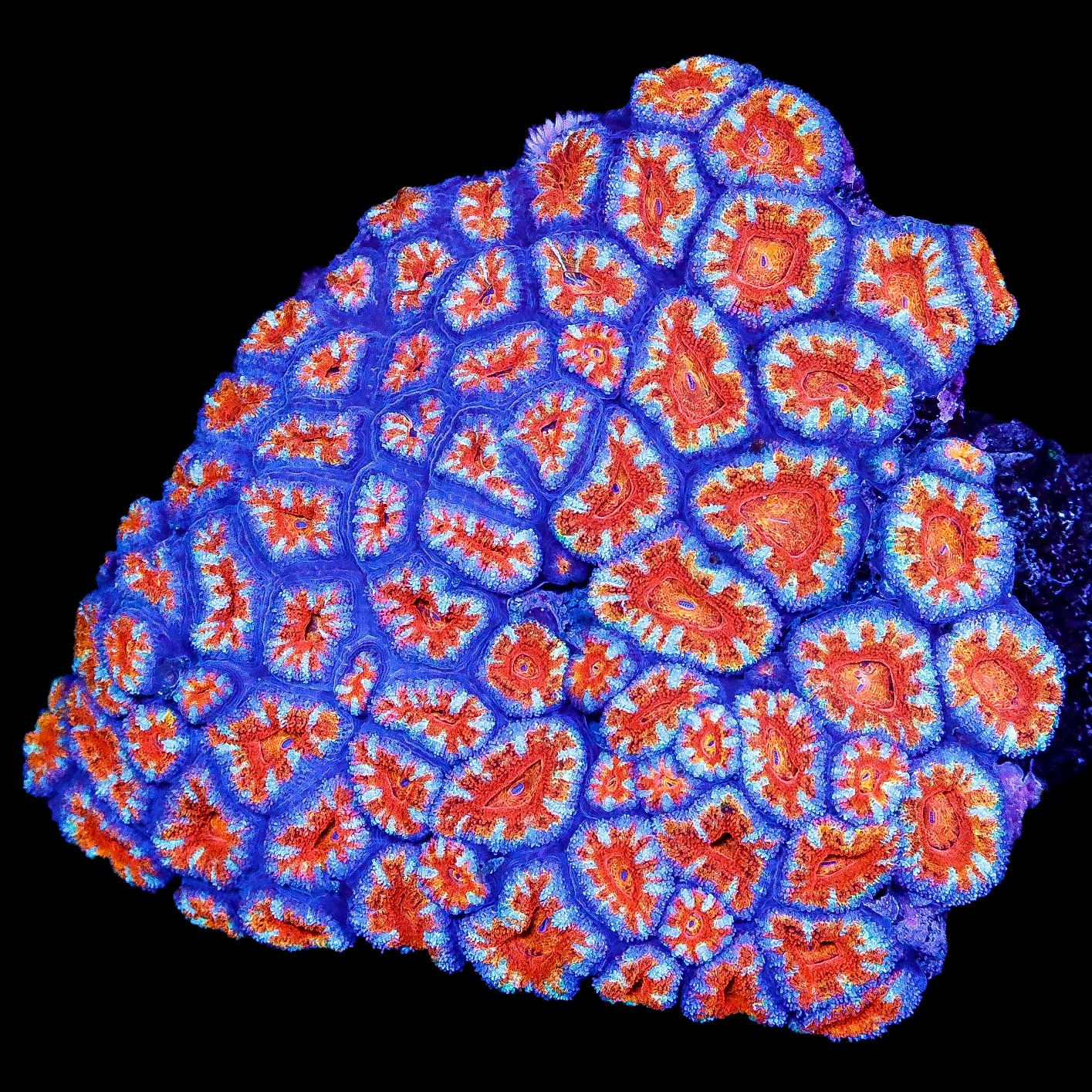 Ultra Rainbow Acan Coral Colony