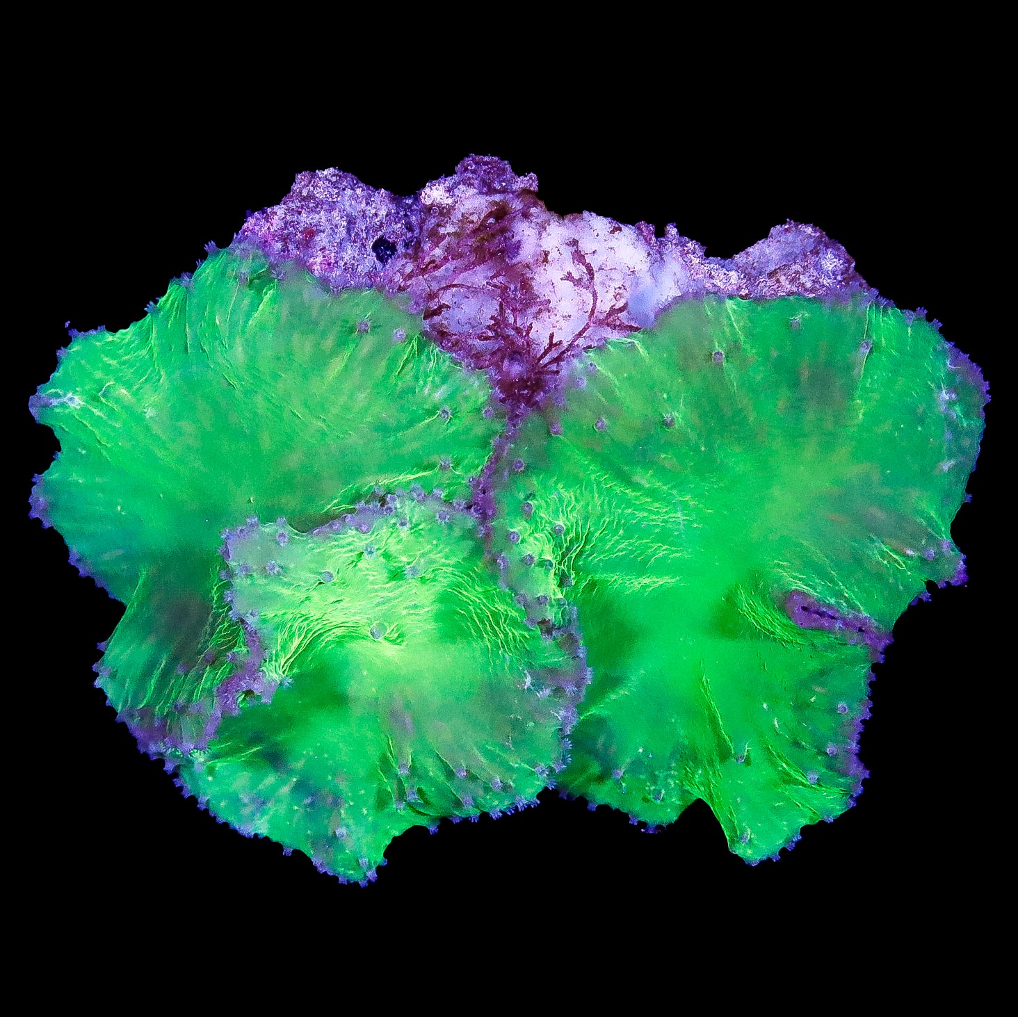 Neon Green Cabbage Leather Coral Colony