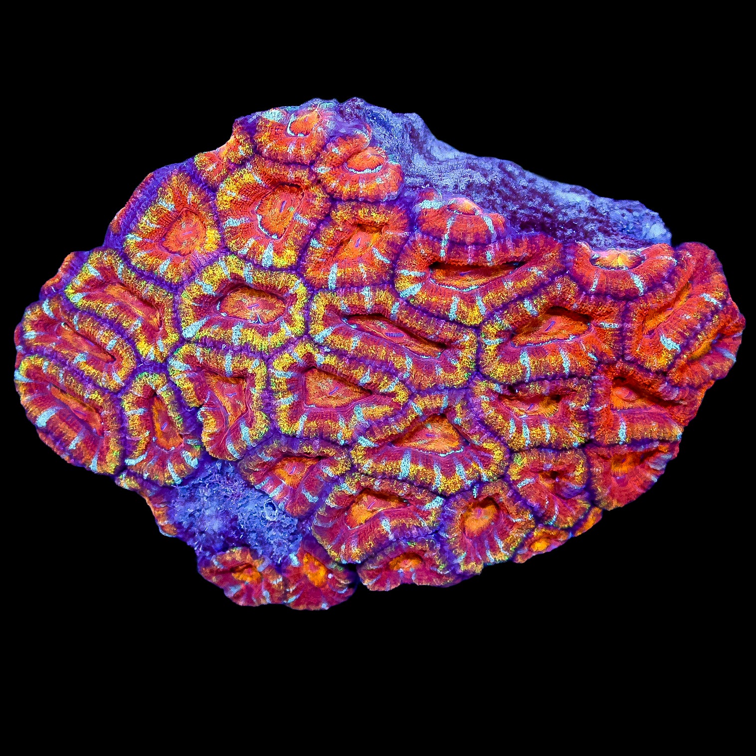 Rainbow Acan Lord Coral Colony