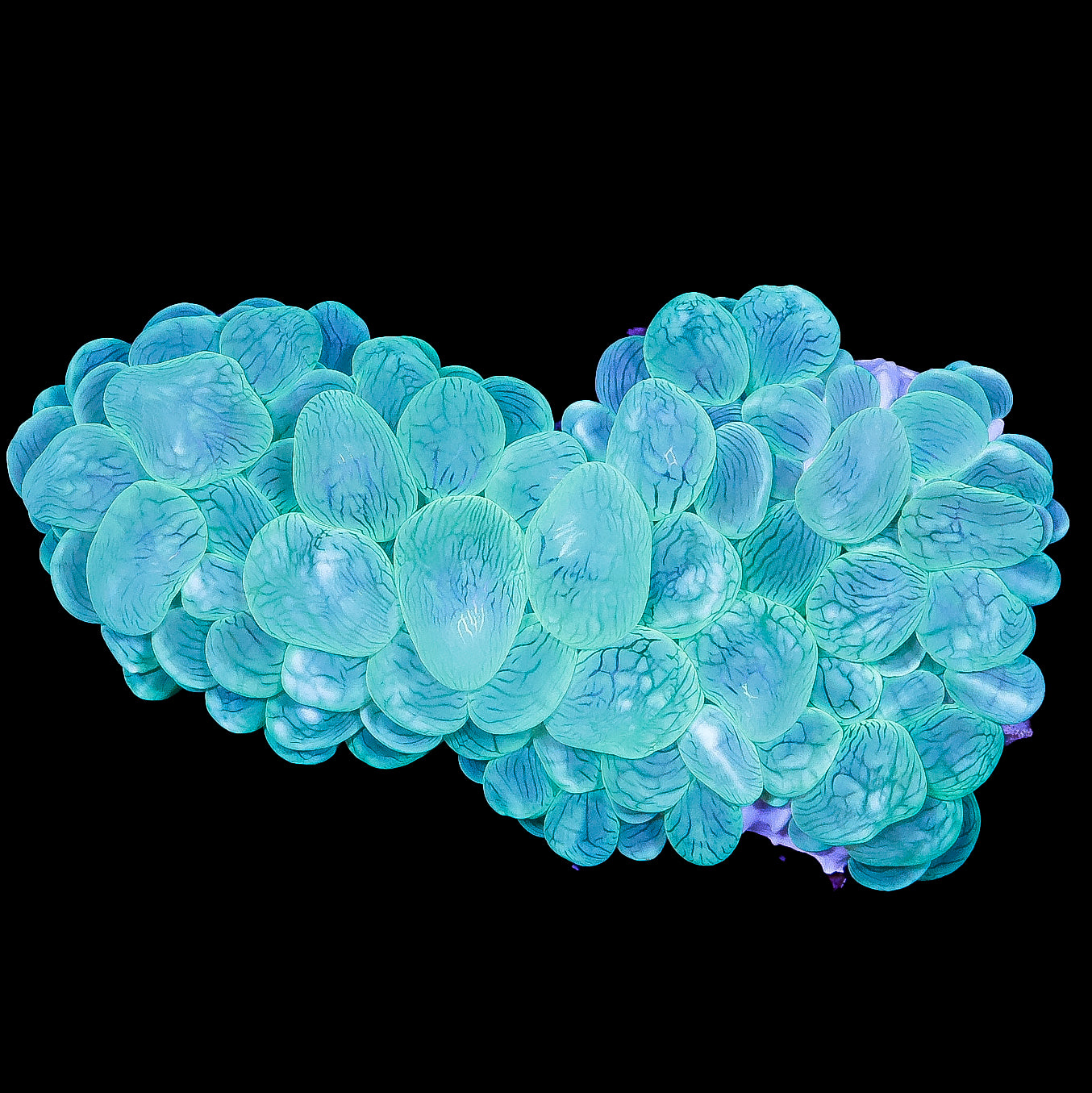 Green Bubble Coral