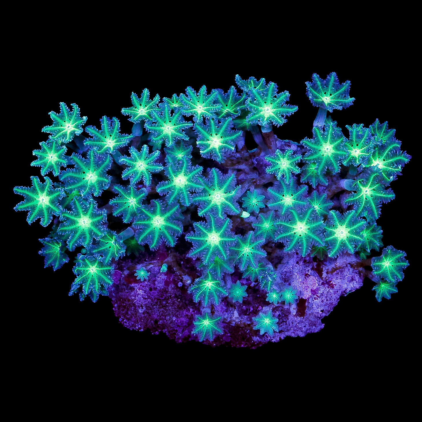 Neon Clove Polyp Colony