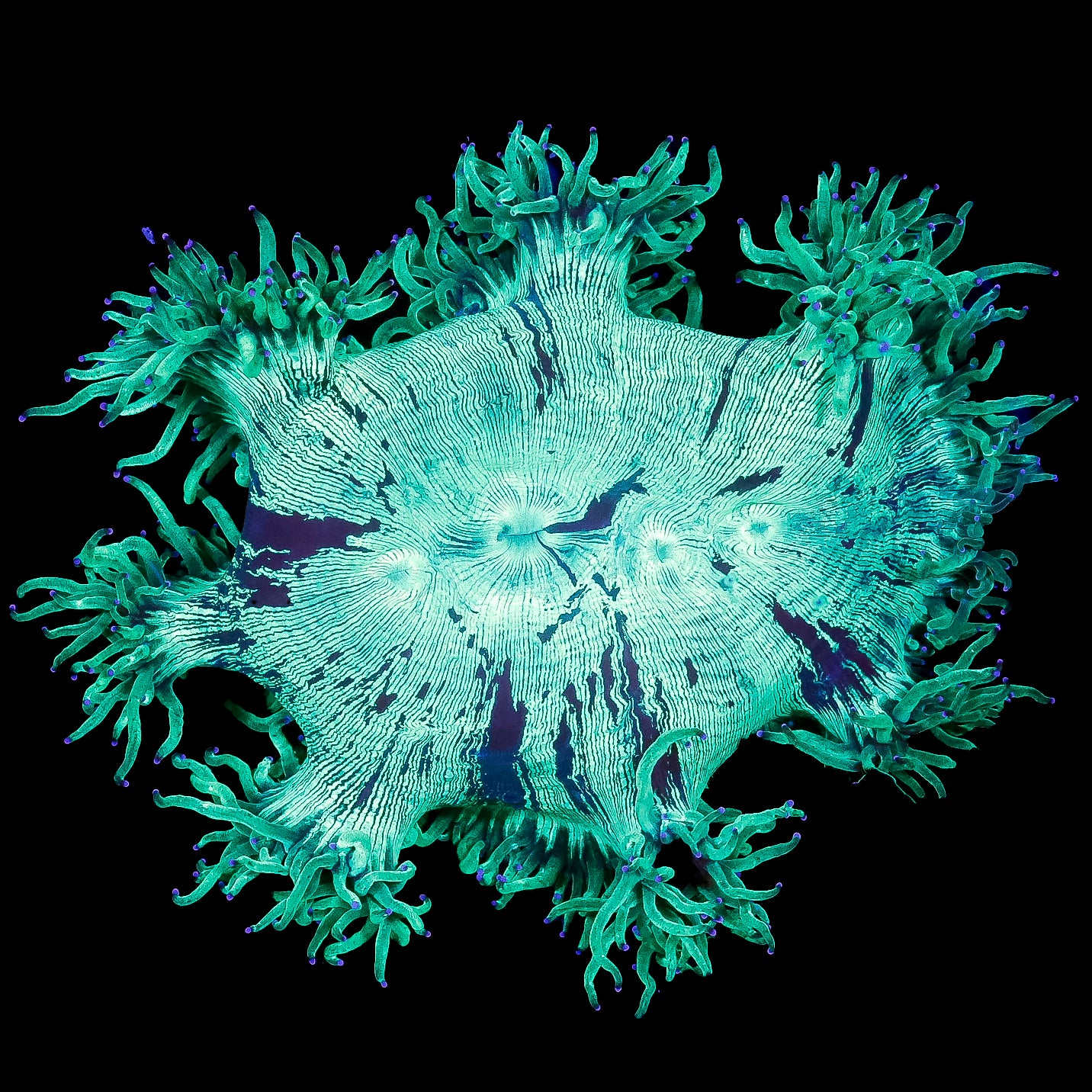 Purple Tip Elegance Coral