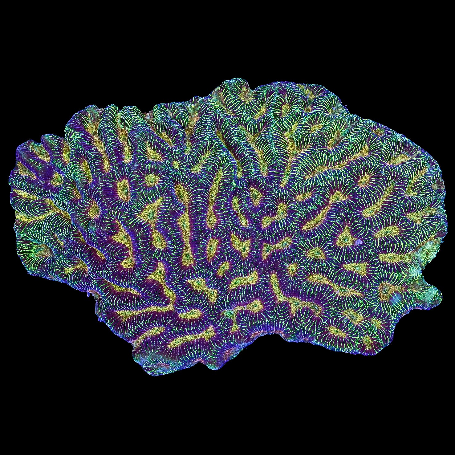 Ultra Aussie Platygyra Coral