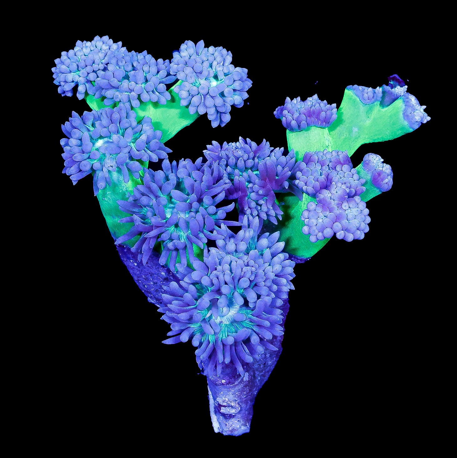 Toxic Duncan Coral Colony