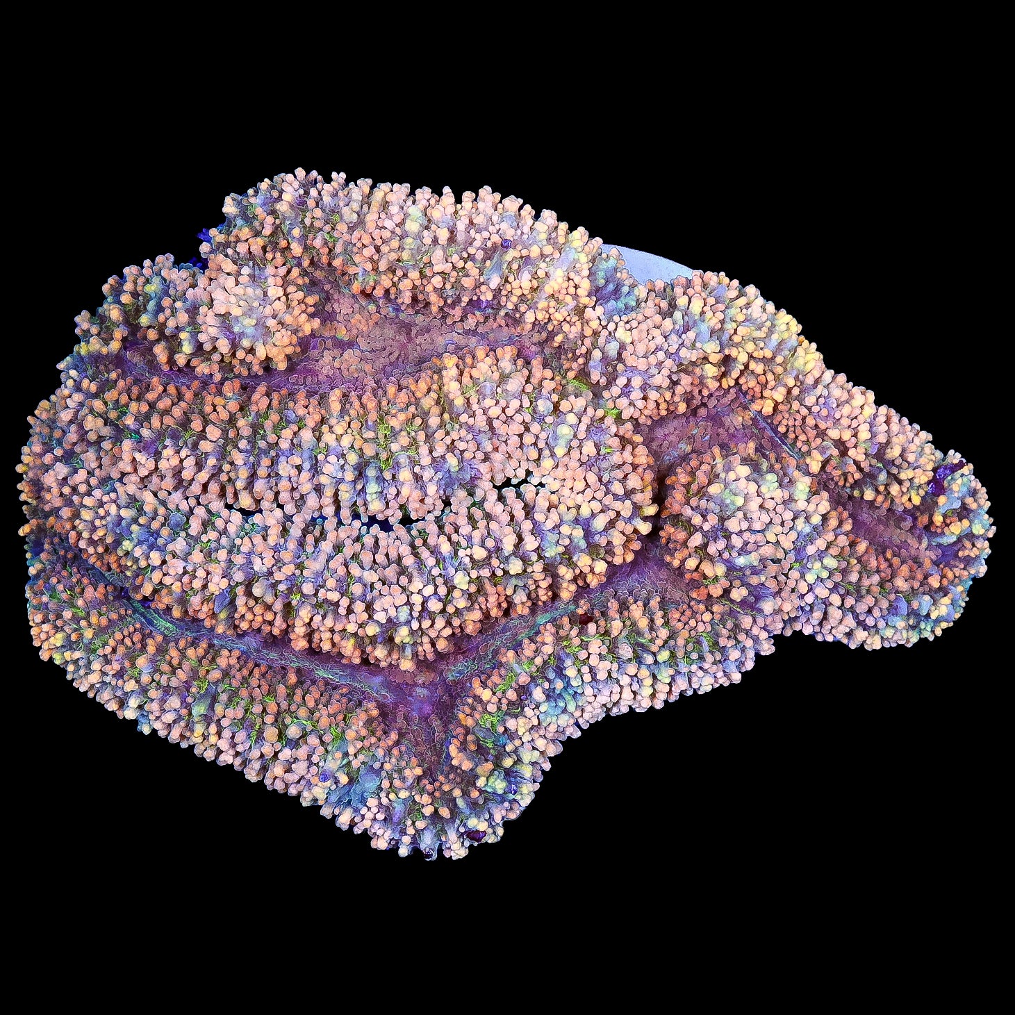 Orange Carpert Lobophyllia