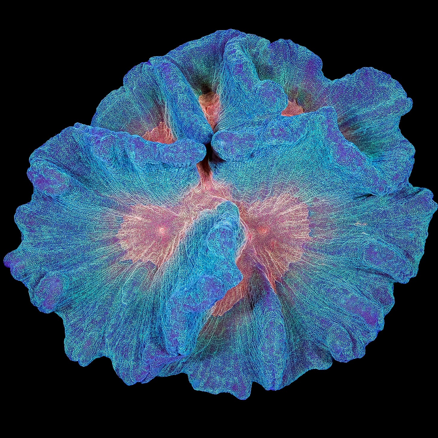 Rainbow Pectinia Coral Colony