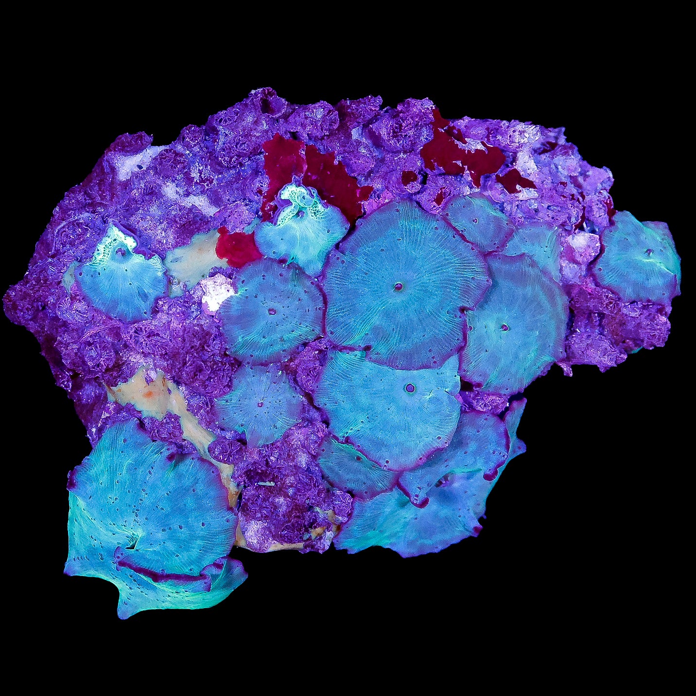 Blue Mushroom Colony