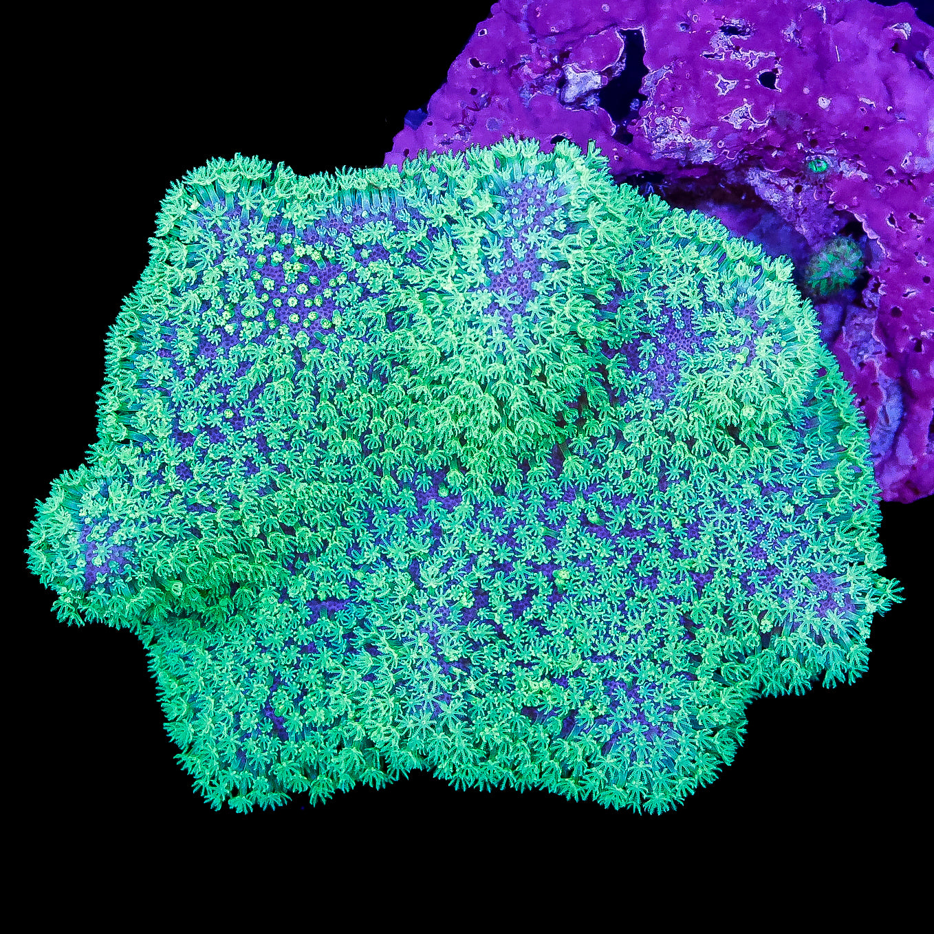 Neon Aussie Crown Leather