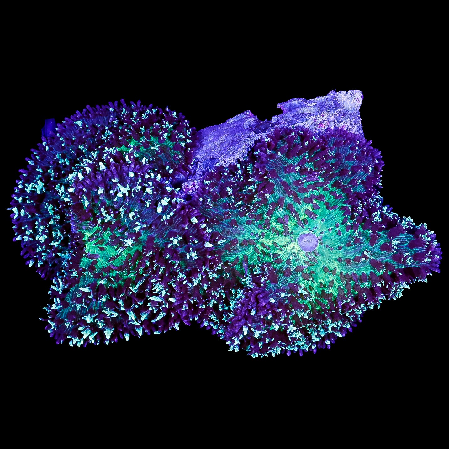 Neon Carpet Mushroom