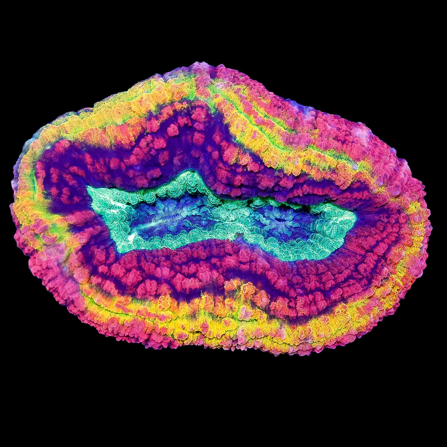 Crazy Aussie Rainbow Lobophyllia