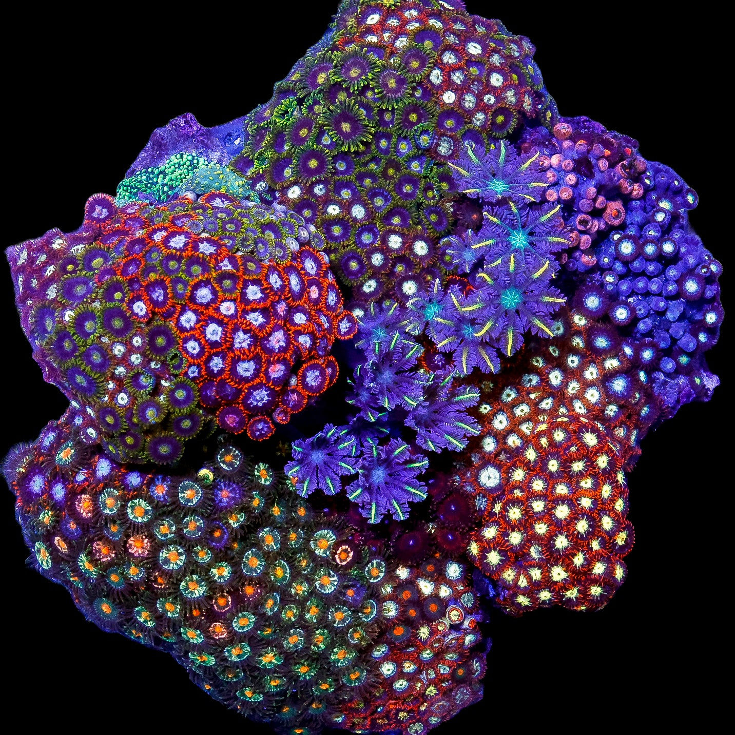 Ultra Mini Reef Colony