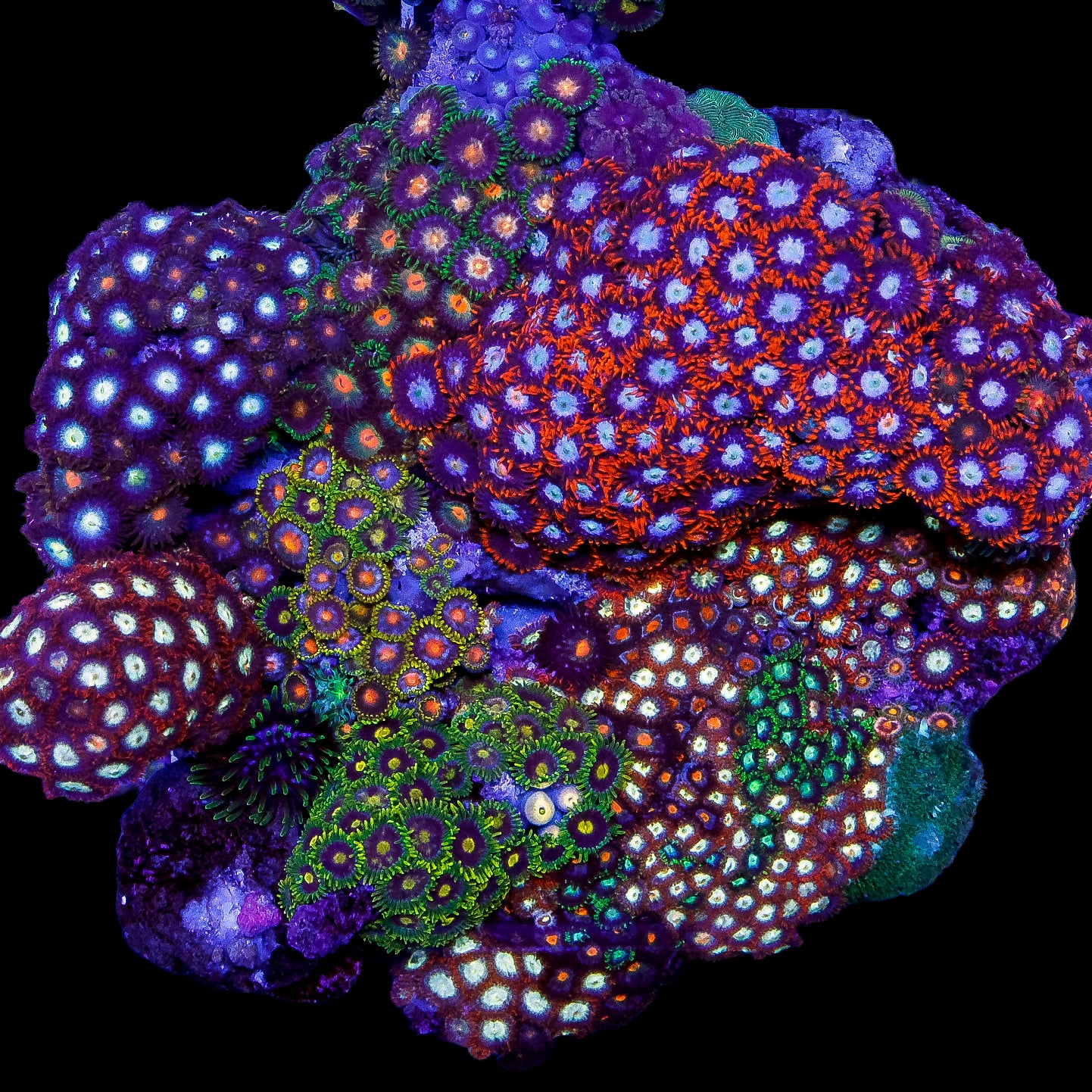 Ultra Mini Reef Colony