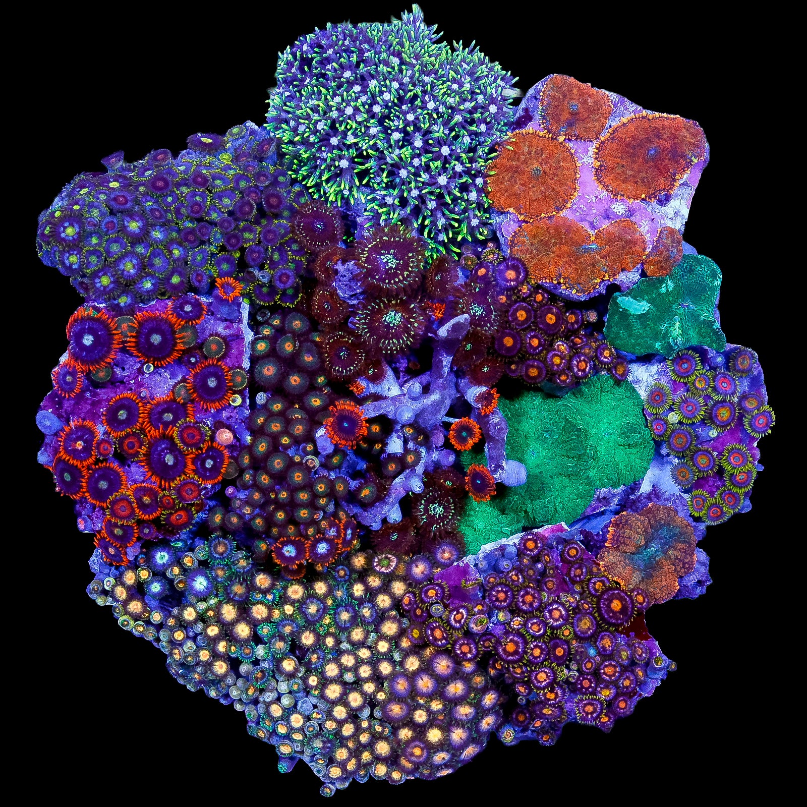 Ultra Mini Reef Colony