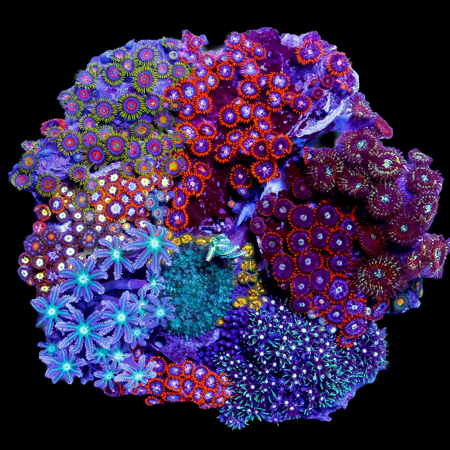 Ultra Mini Reef Colony