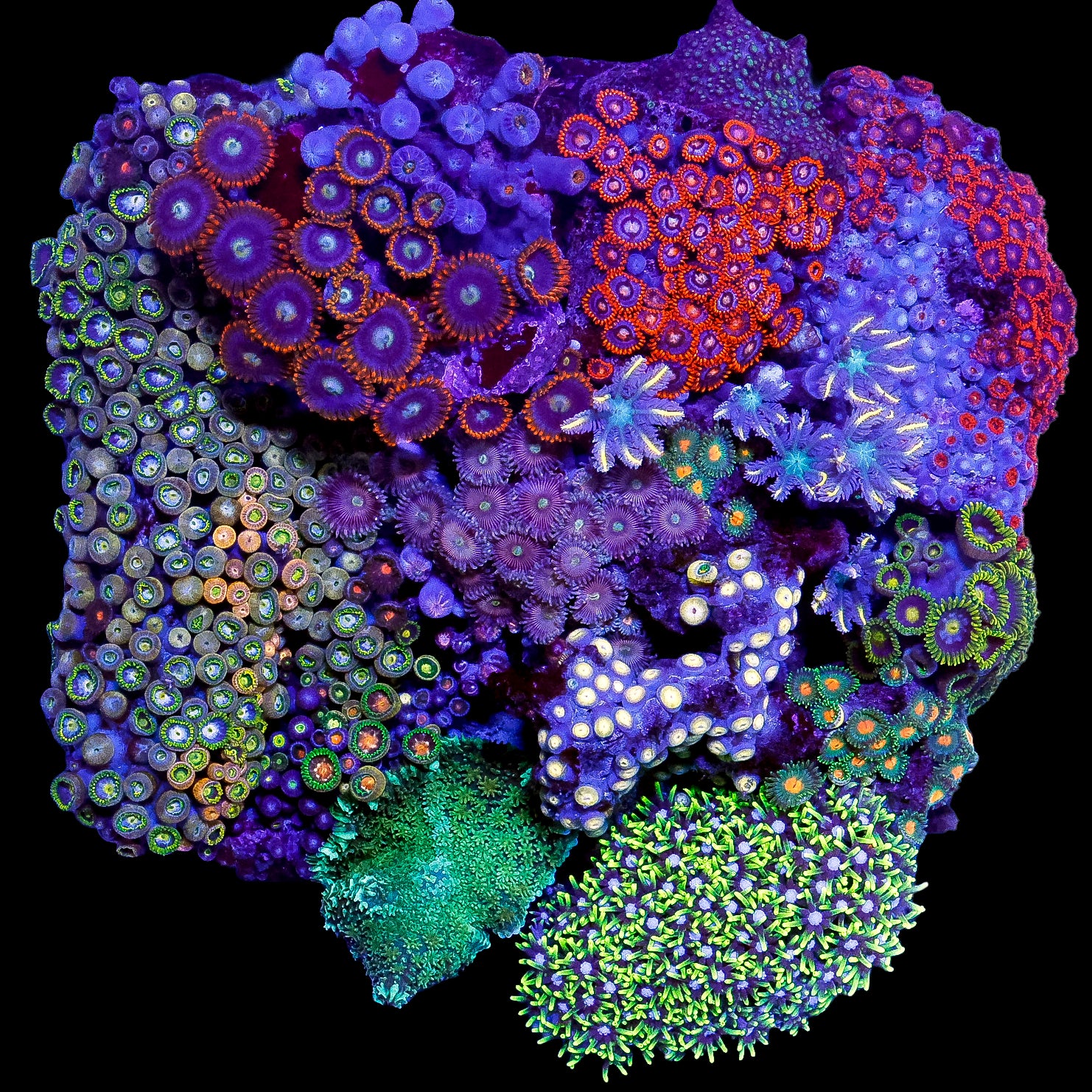 Ultra Mini Reef Colony