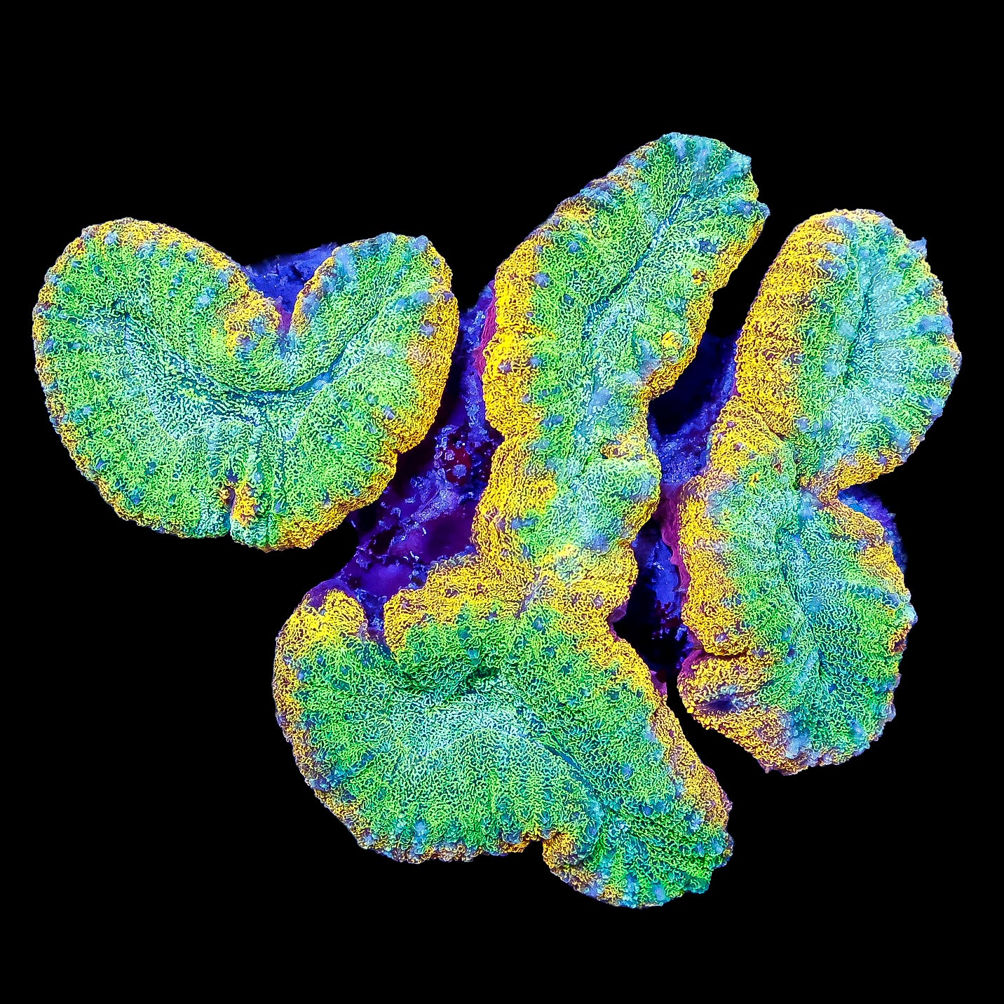 Ultra Orange Rim Aussie Lobophyllia