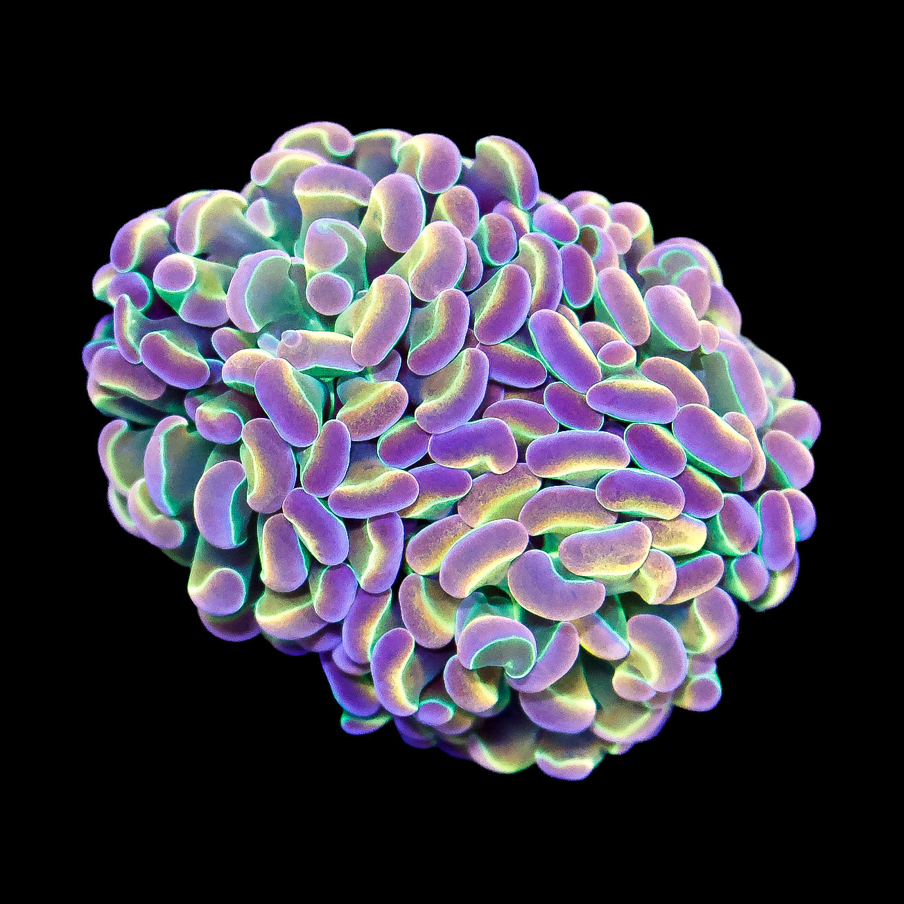 Jellybean Branching Hammer Coral