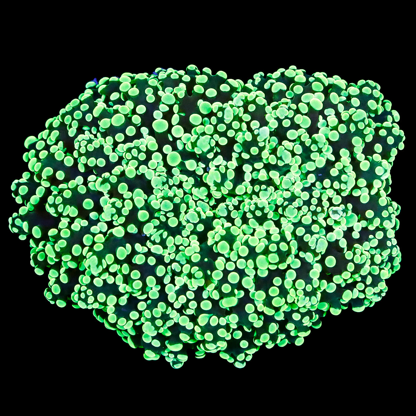 Neon  Aussie Wall Frogspawn Coral