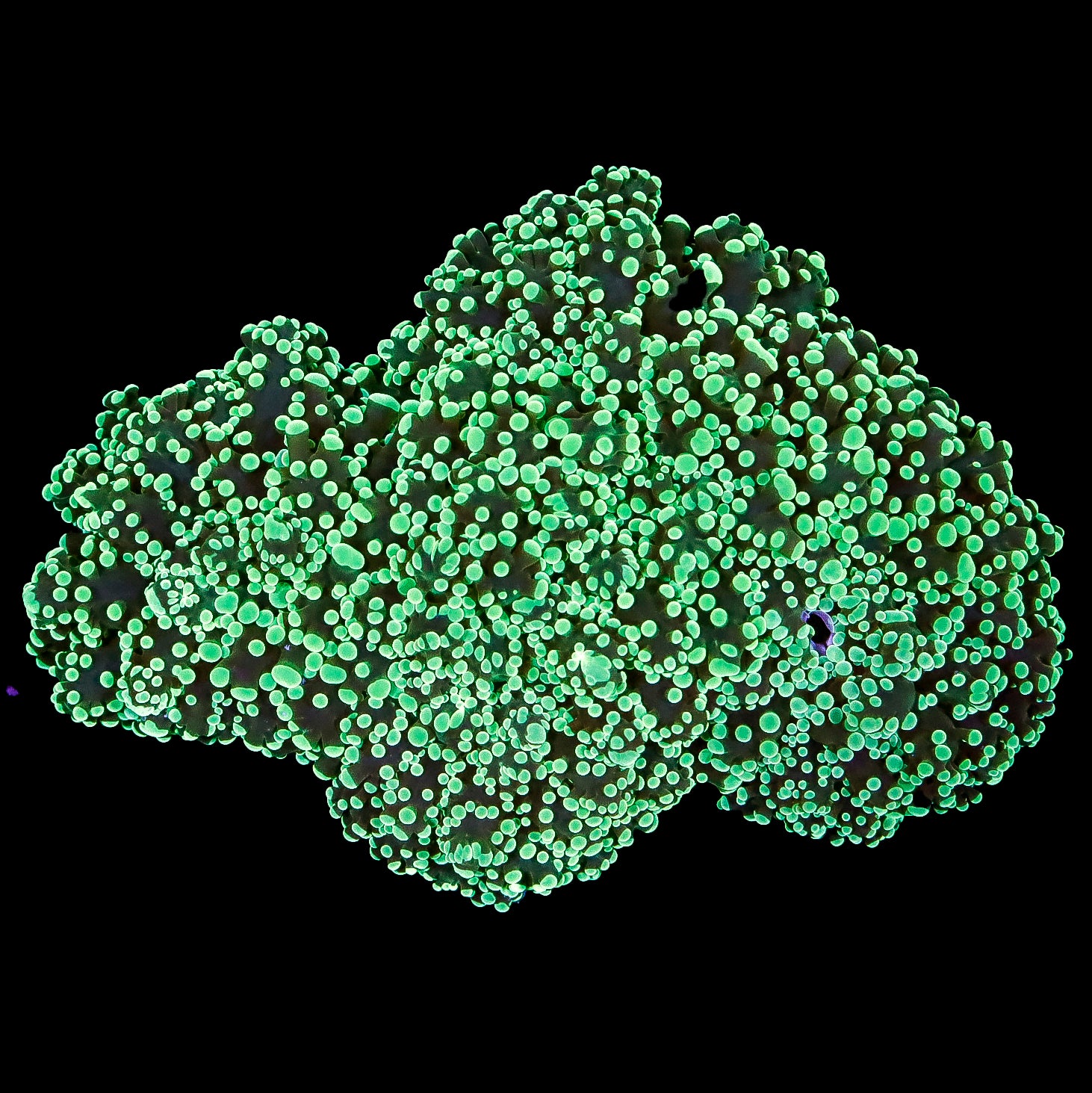 Neon Green Wall Frogspawn Coral Colony