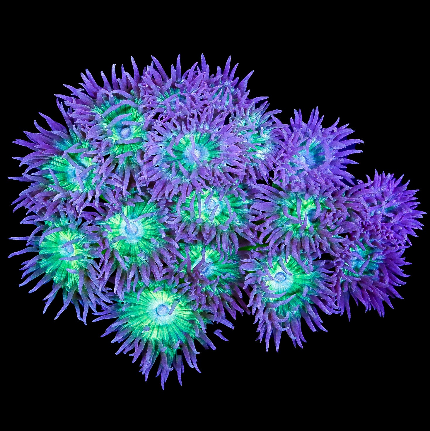 Neon Green Duncan Coral Colony