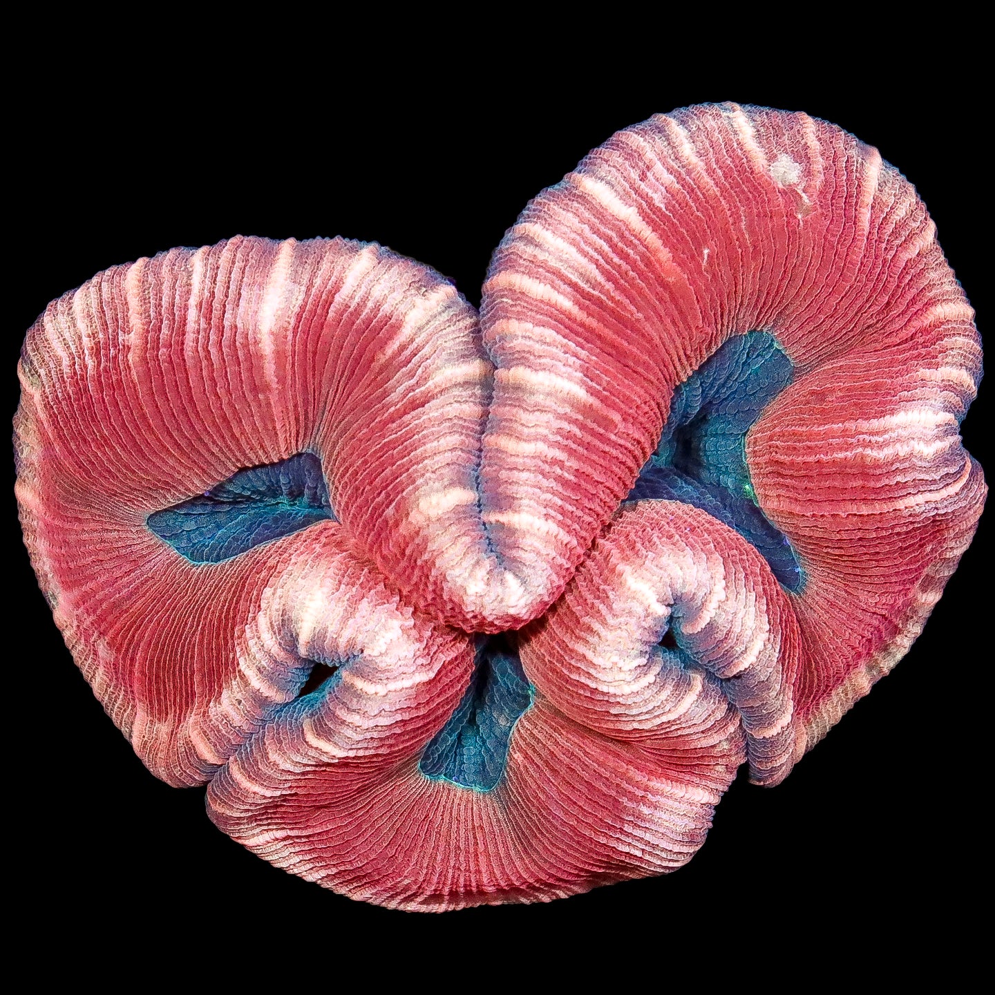 Ultra Solomon Trachyphyllia Coral