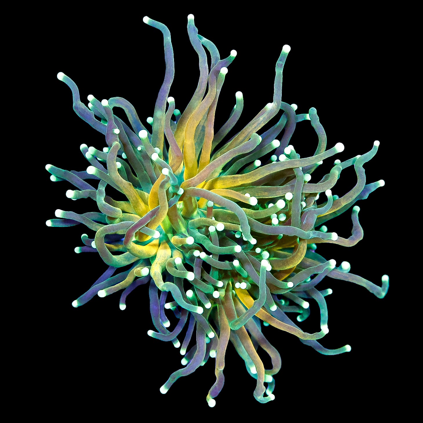 Ultra Tiger Torch Coral