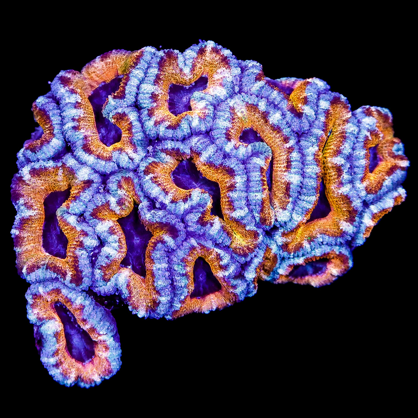 Ultra Acan Lord Coral Colony