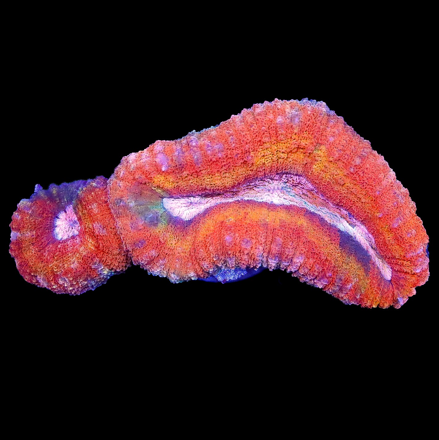 Hot Aussie Lobophyllia Coral