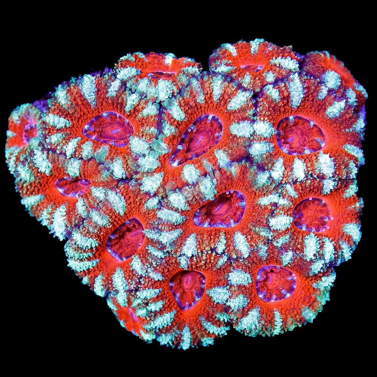 Yellow Streak Acan Coral Colony