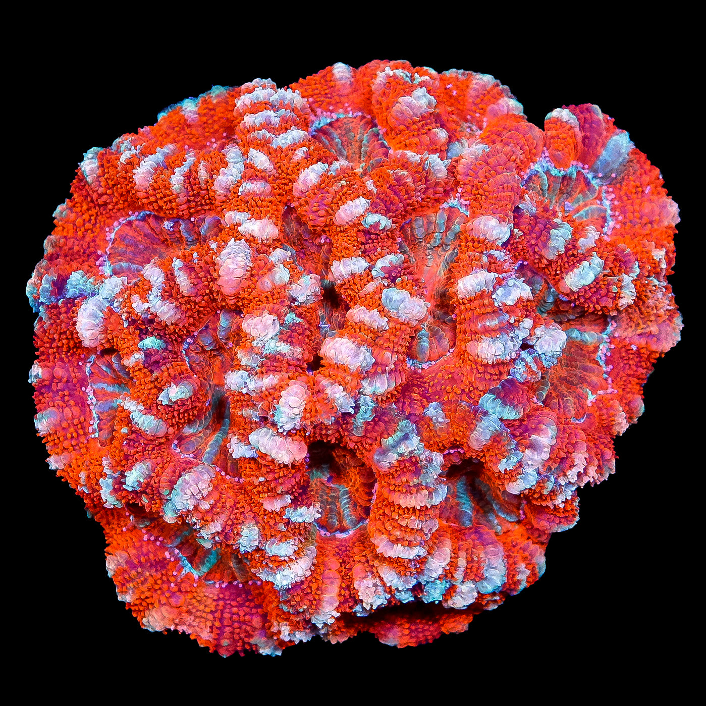 Rainbow Acan Coral Colony