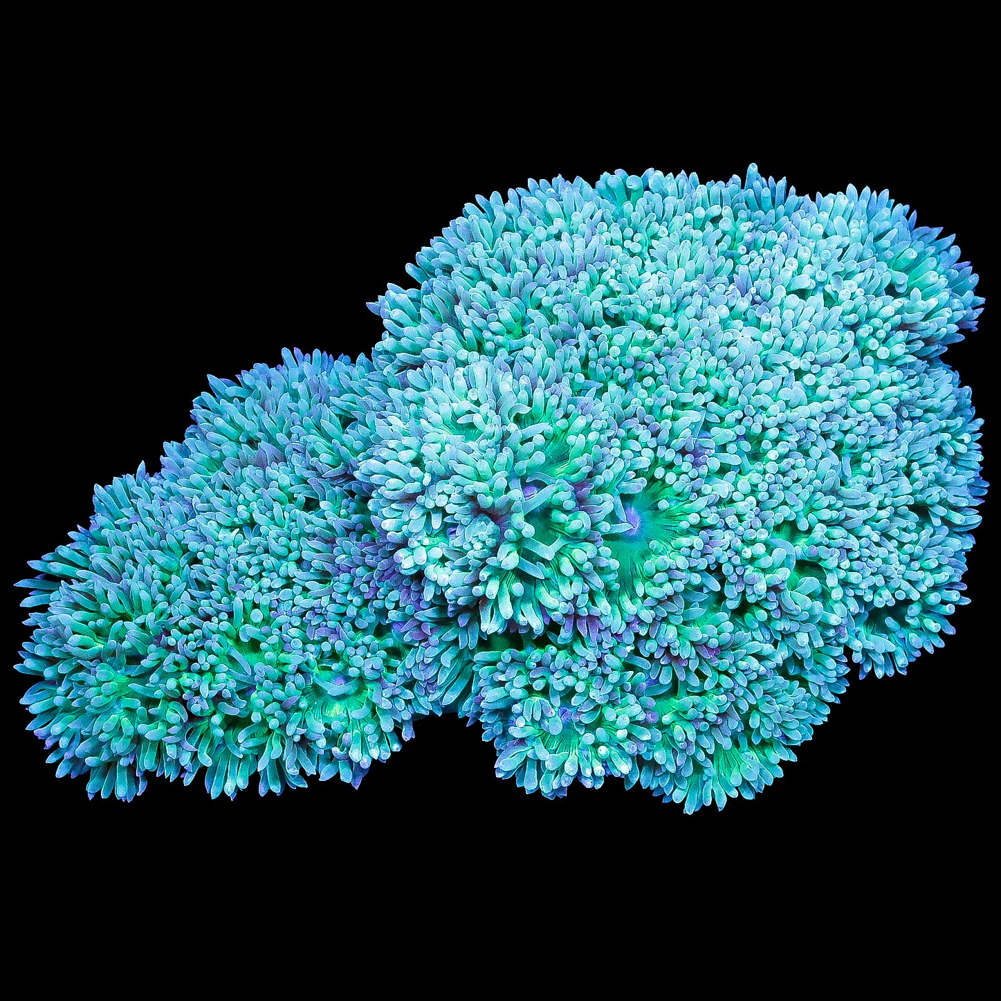 Neon Duncan Coral Colony