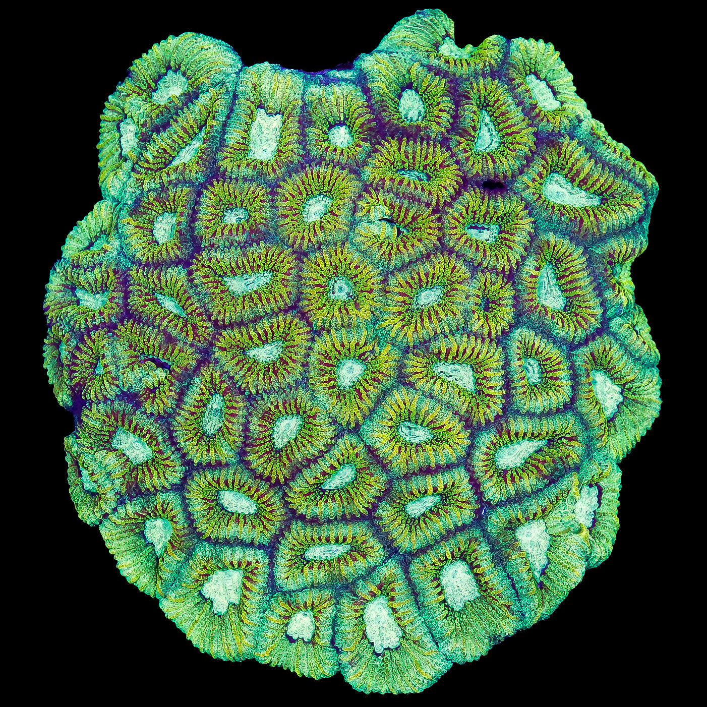 Neon Striped Favia Coral Colony