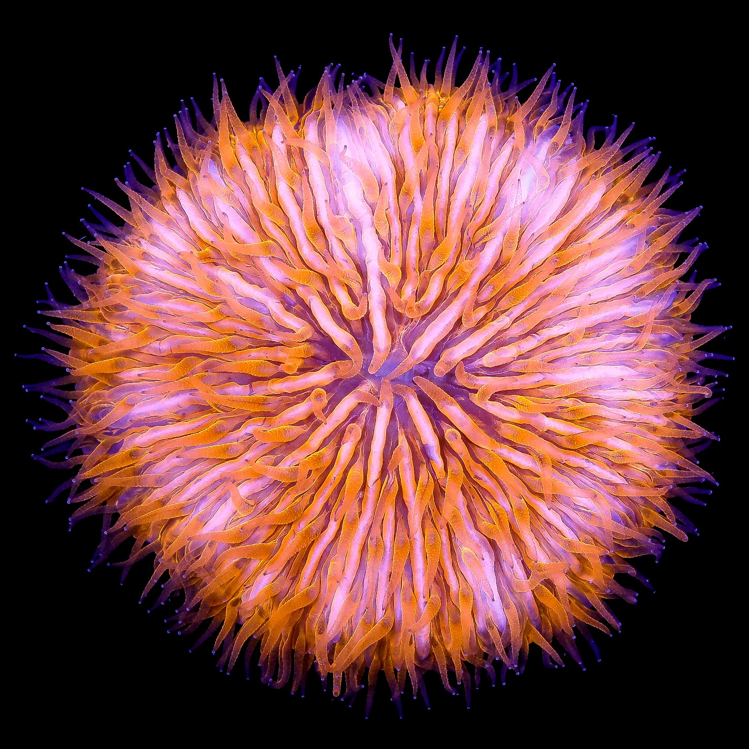 Orange Fungia Plate Coral