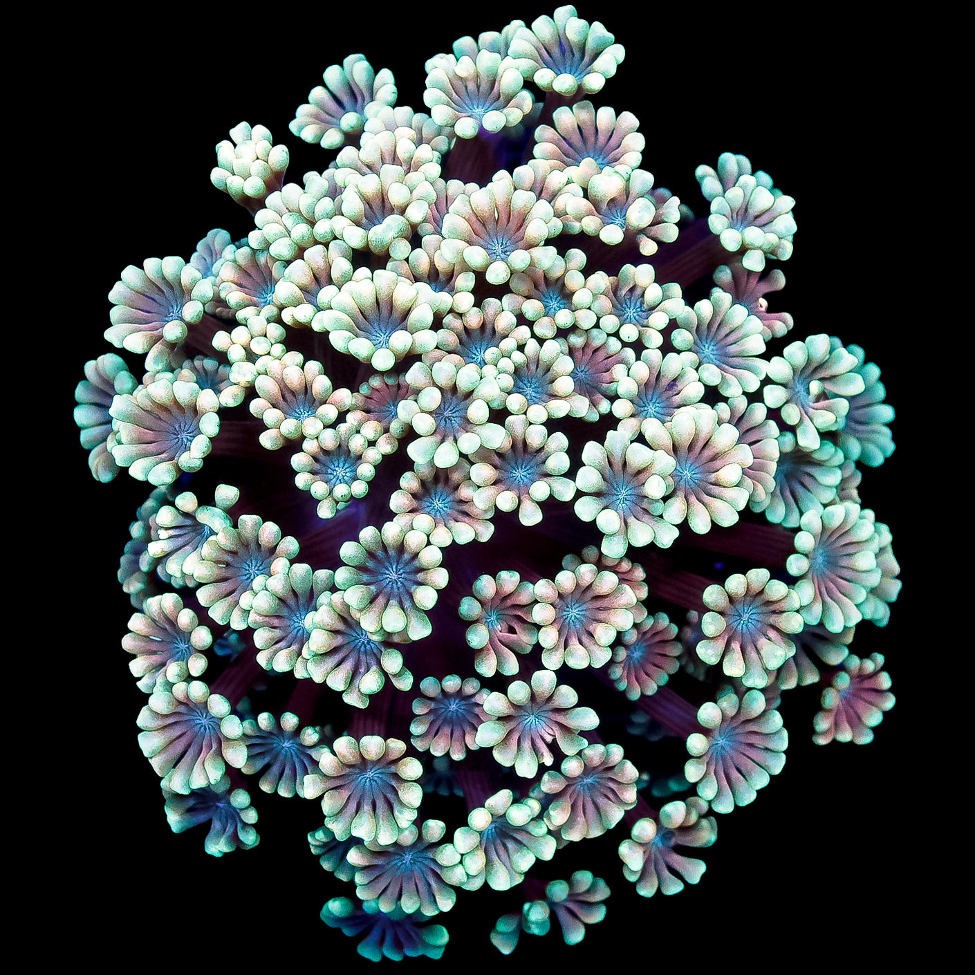 Bue Eye Alveopora Coral Colony