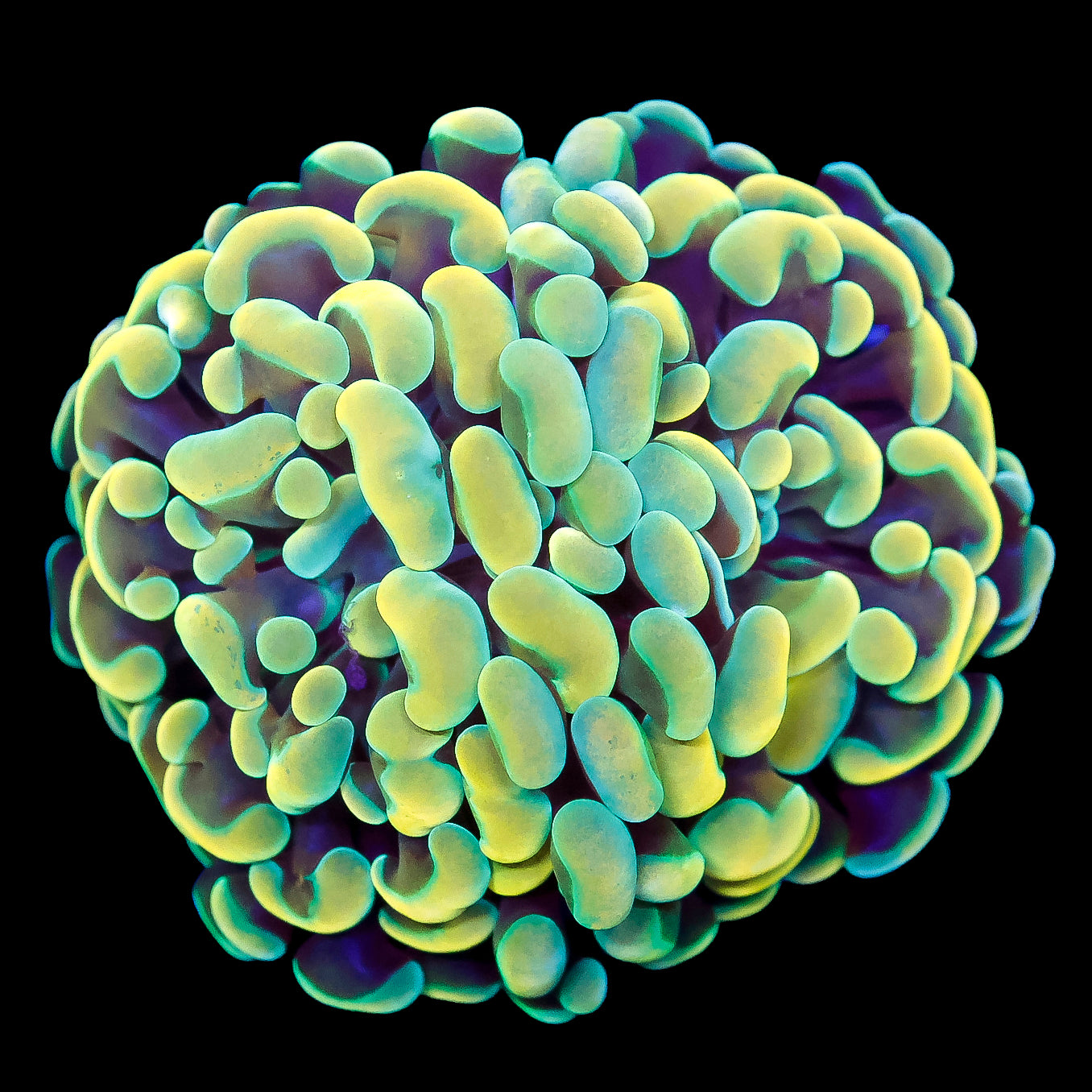 Ultra Yellow Branching Hammer Coral